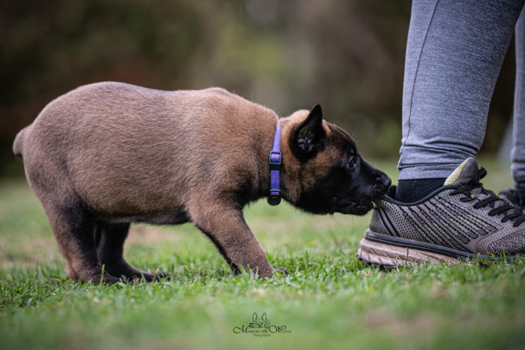 Moments of Wildlife-Phothgaphy